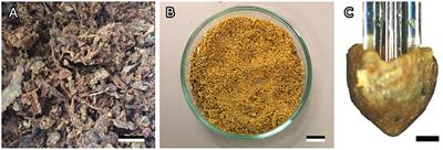 Adhesive Behavior of Propolis on Different Substrates